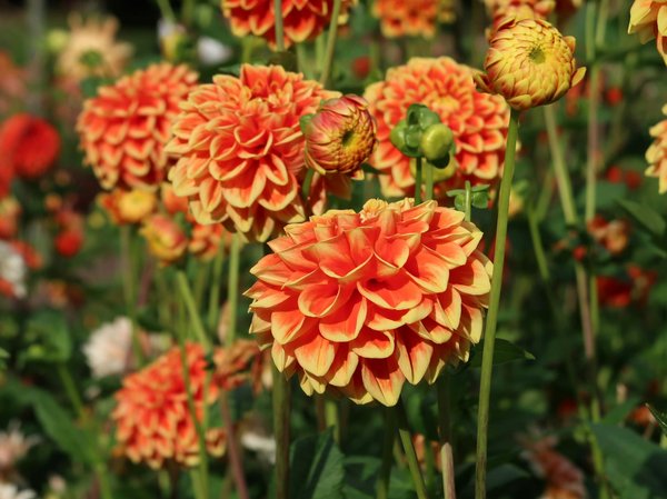 Découvrez les meilleurs piscinistes à toulouse pour votre projet