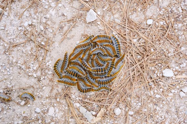 Chenilles processionnaires : tout ce qu'il faut savoir sur ces insectes !